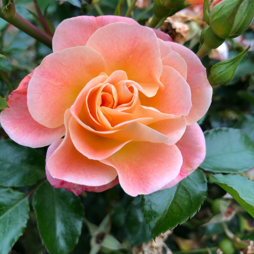 Meet your Posher, Laurie